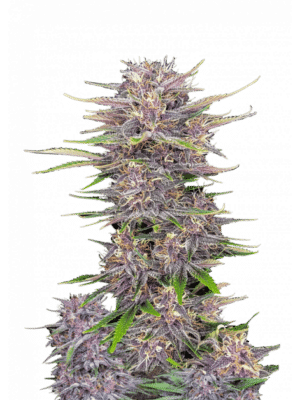 m_tsp_2x_banana_purple_punch_auto_transparent_1690111967_og.png Banana Purple Punch - Fast Buds feminisiert Auto 3er Pack