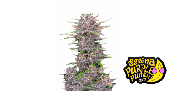 m_tsp_2x_banana_purple_punch_auto_transparent_1690111967_og.png Banana Purple Punch - Fast Buds feminisiert Auto 3er Pack