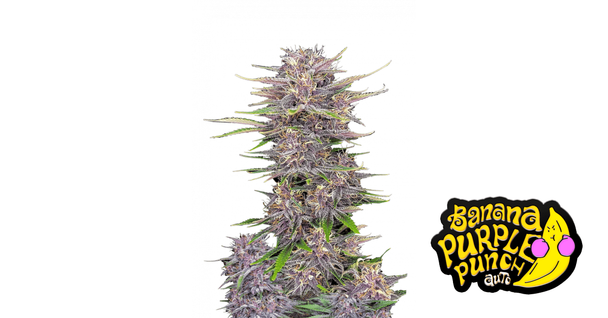 Banana Purple Punch - Fast Buds feminisiert Auto 3er Pack