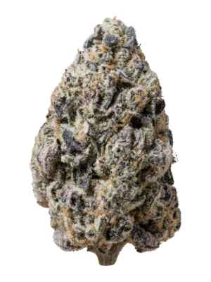 m_tsp_2x_biscotti_gelato_transparent_1773930555_69bc0842cd8ab_og.png Biscotti Gelato - Fast Buds feminisiert 3er Pack