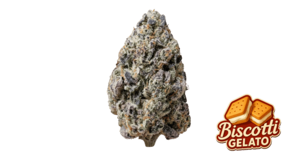 Biscotti Gelato - Fast Buds feminisiert 3er Pack
