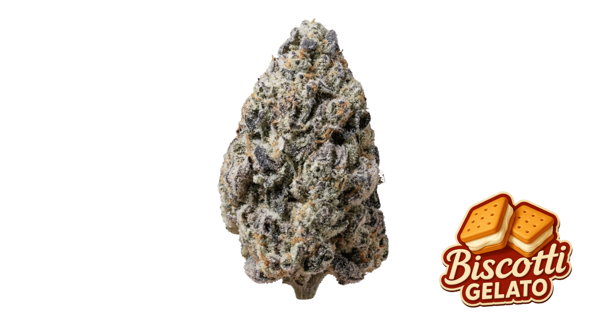 Biscotti Gelato - Fast Buds feminisiert 3er Pack