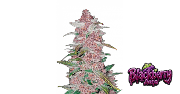 Blackberry Auto - Fast Buds feminisiert 3er Pack