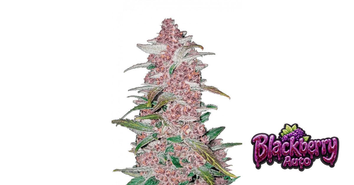 Blackberry Auto - Fast Buds feminisiert 3er Pack
