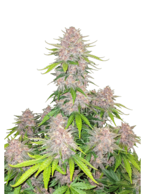 m_tsp_2x_cherry_cola_auto_transparent_1742418166_69ec976841528_og.png Cherry Cola Auto - Fast Buds feminisiert 3er Pack