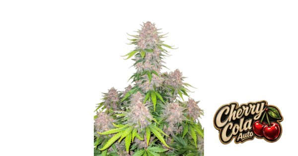 Cherry Cola Auto - Fast Buds feminisiert 3er Pack