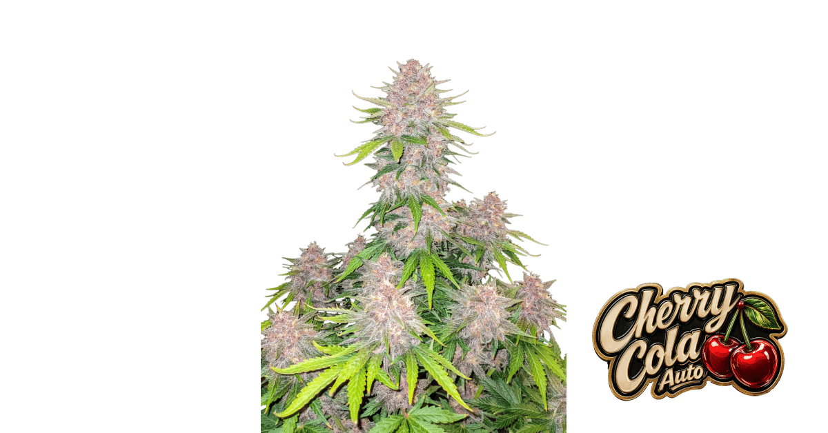 Cherry Cola Auto - Fast Buds feminisiert 3er Pack