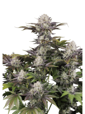m_tsp_2x_frostbanger_auto_f4_transparent_1769627726_69d91d326cffe_og.png Frostbanger Auto F4 - Fast Buds feminisiert 3er Pack