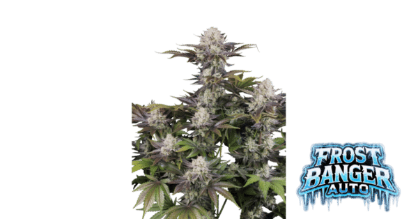 Frostbanger Auto F4 - Fast Buds feminisiert 3er Pack