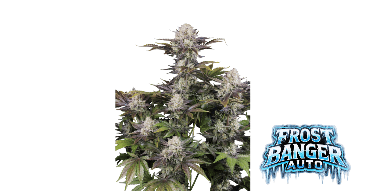 Frostbanger Auto F4 - Fast Buds feminisiert 3er Pack