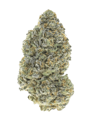 m_tsp_2x_garlic_mint_sherbet_transparent_1777401632_69f0ff2b5e8f4_og.png Garlic Mint Sherbet - Fast Buds feminisiert 3er Pack