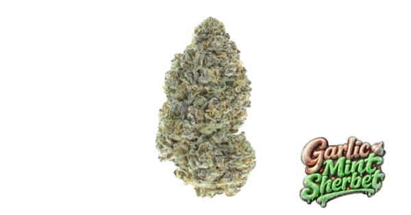 m_tsp_2x_garlic_mint_sherbet_transparent_1777401632_69f0ff2b5e8f4_og.png Garlic Mint Sherbet - Fast Buds feminisiert 3er Pack