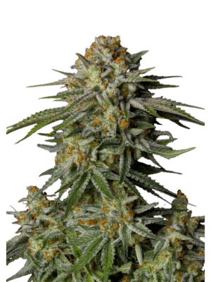 m_tsp_2x_gg4_sherbet_fast_flowering_transparent_1716650597_og.png GG4 Sherbet FF - Fast Buds feminisiert 3er Pack