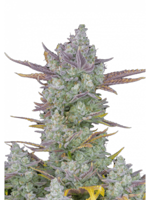 m_tsp_2x_gorilla_cookies_auto_transparent_1690110988_69ef416d623e1_og-1.png Gorilla Cookies Auto - Fast Buds 1er Pack