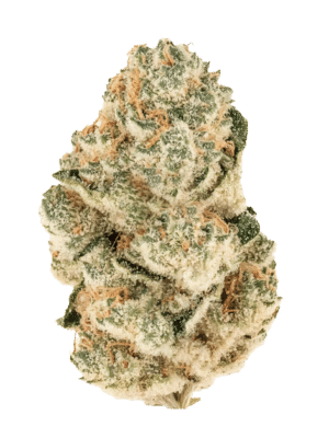 m_tsp_2x_gorilla_melon_transparent_1741822366_68625098f00a4_og.png Gorilla Melon - Fast Buds feminisiert 3er Pack