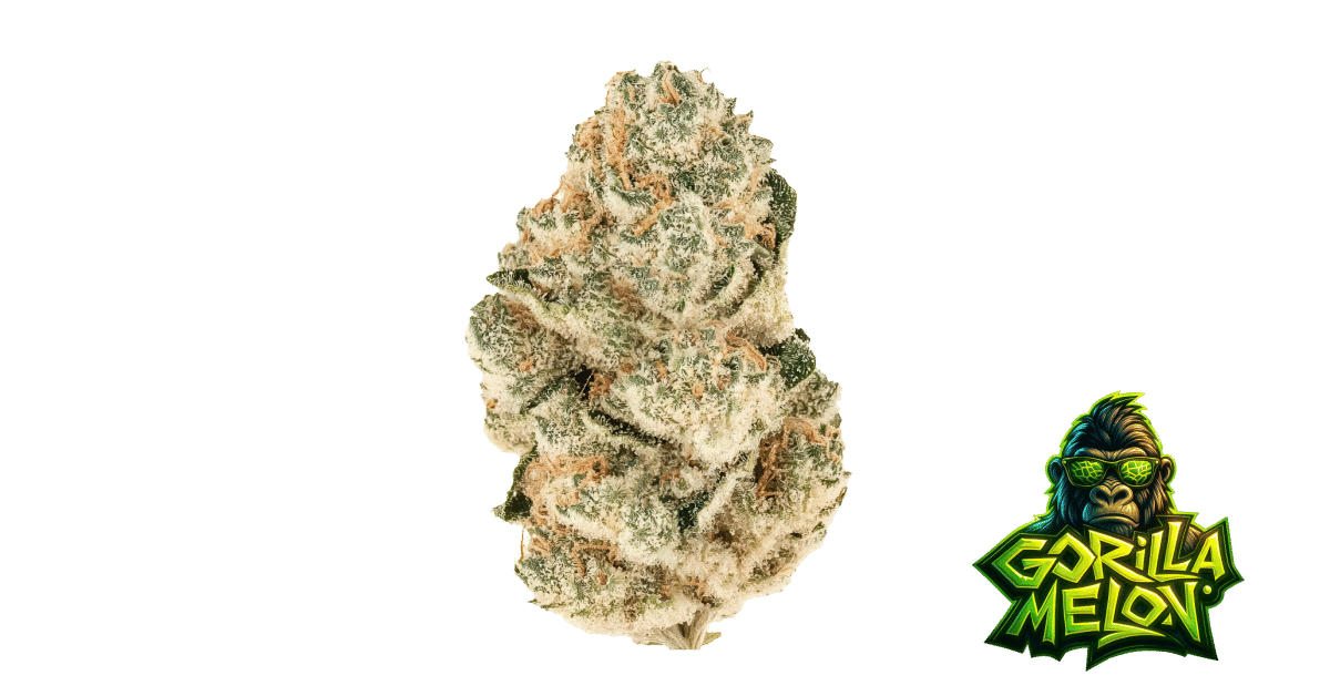 Gorilla Melon - Fast Buds feminisiert 3er Pack