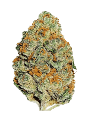 m_tsp_2x_lemon_mandarin_transparent_1741822321_69bc39ae89fff_og.png Lemon Mandarin - Fast Buds feminisiert 3er Pack