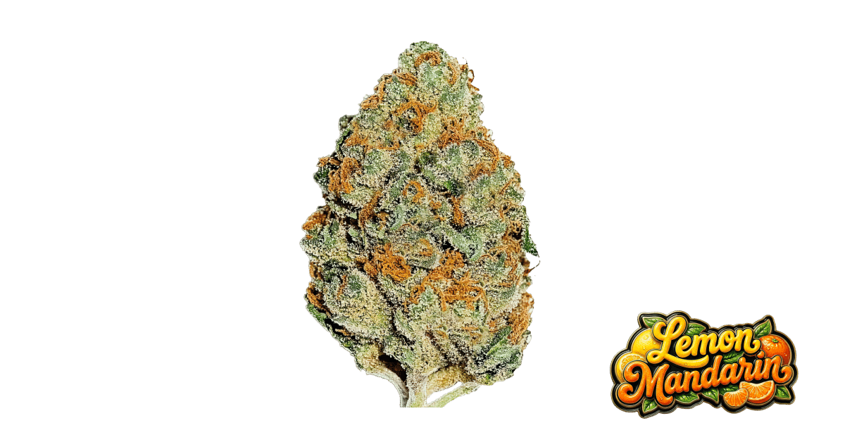 Lemon Mandarin - Fast Buds feminisiert 3er Pack