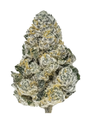 m_tsp_2x_lemonpaya_transparent_1741822341_685d34cb537f5_og.png Lemonpaya - Fast Buds feminisiert 3er Pack