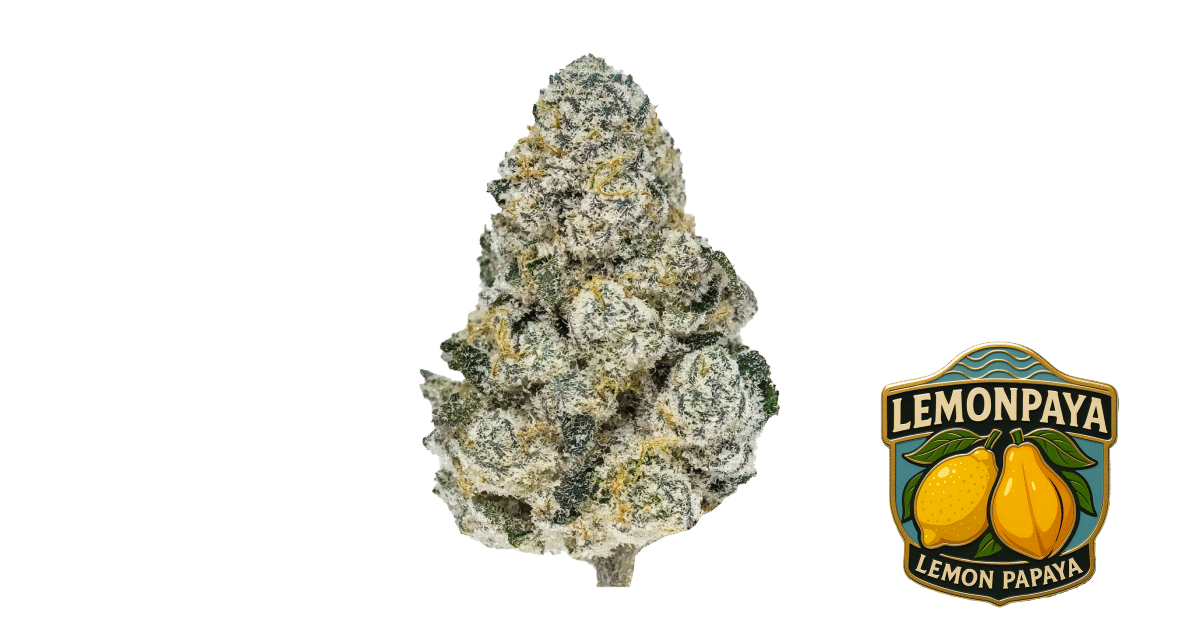Lemonpaya - Fast Buds feminisiert 3er Pack