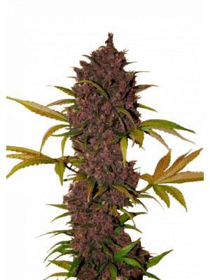 LSD-25 Auto - Fast Buds feminisiert 3er Pack