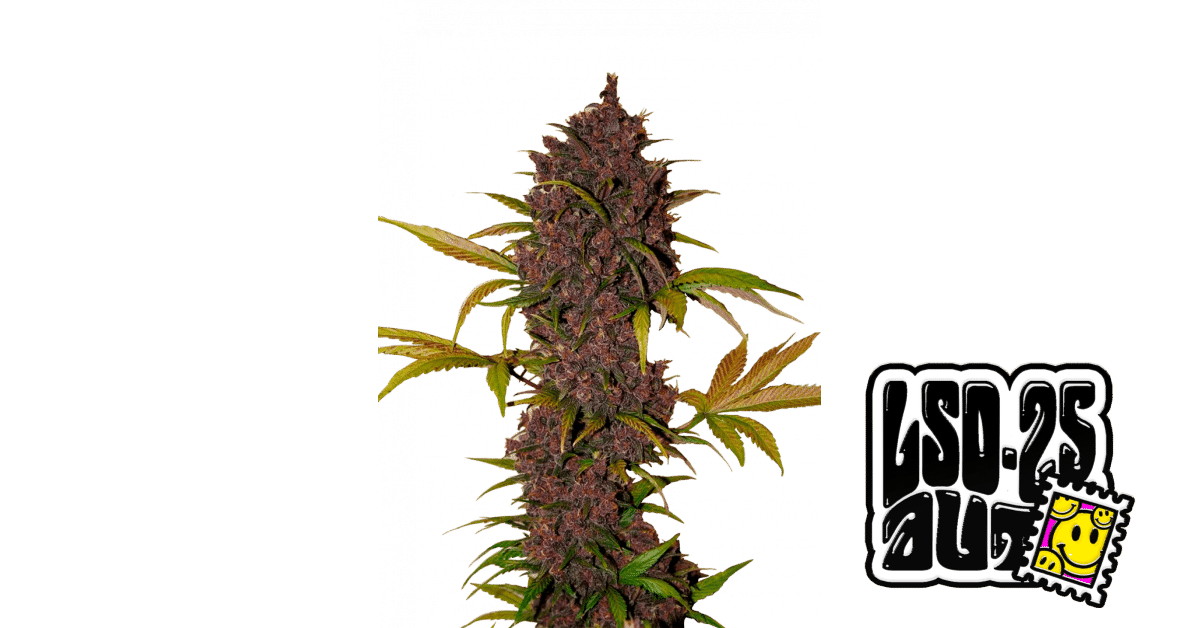 LSD-25 Auto - Fast Buds feminisiert 3er Pack