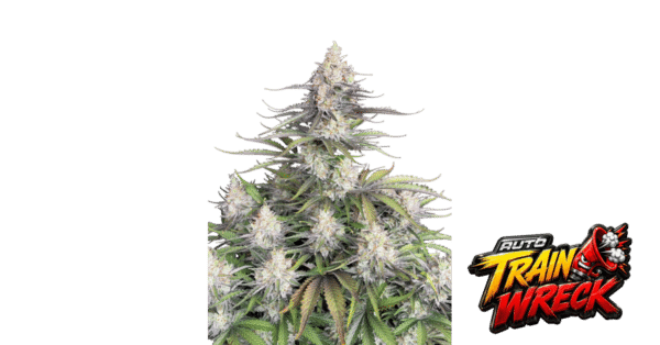 Original Trainwreck Auto - Fast Buds feminisiert 3er Pack