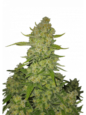 Papaya Cookies Auto - Fast Buds feminisiert 3er Pack