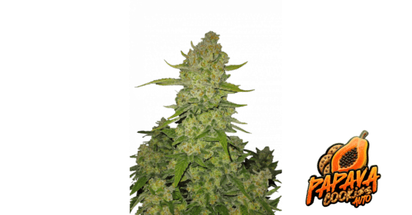m_tsp_2x_papaya_cookies_auto_transparent_1706264227_69eba5782e871_og.png Papaya Cookies Auto - Fast Buds feminisiert 3er Pack