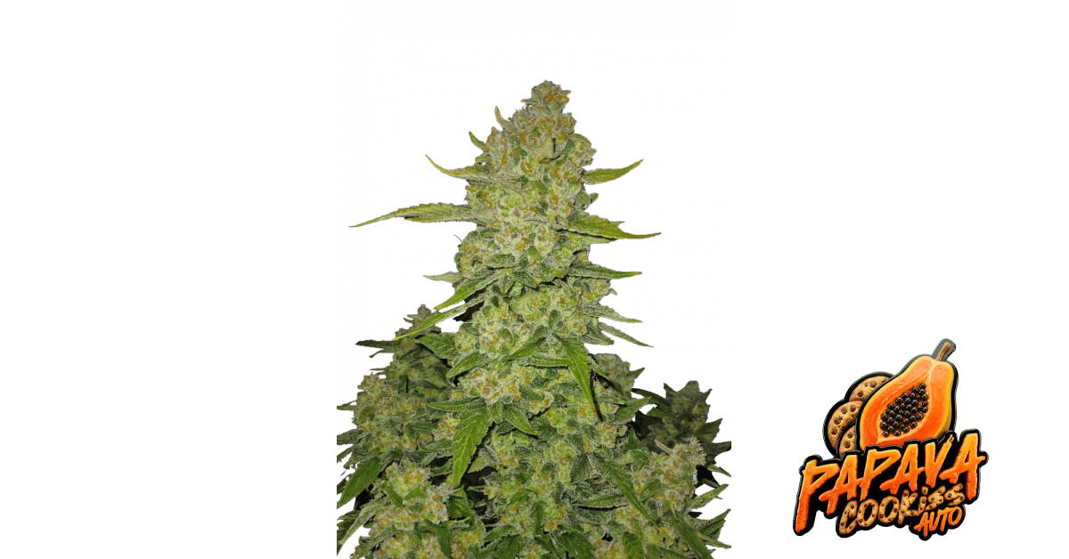 Papaya Cookies Auto - Fast Buds feminisiert 3er Pack