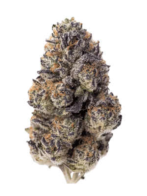 Papaya Sherbet - Fast Buds feminisiert 3er Pack