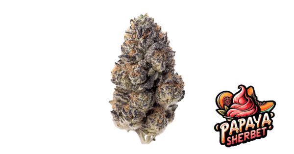 Papaya Sherbet - Fast Buds feminisiert 3er Pack