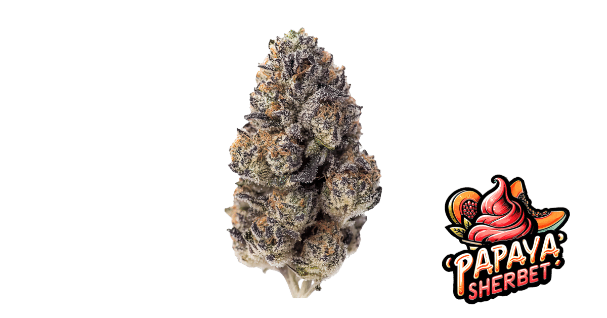 Papaya Sherbet - Fast Buds feminisiert 3er Pack