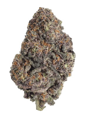 Papayton - Fast Buds feminisiert 3er Pack