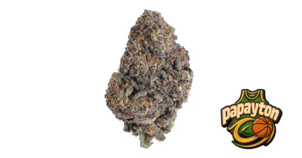 Papayton - Fast Buds feminisiert 3er Pack