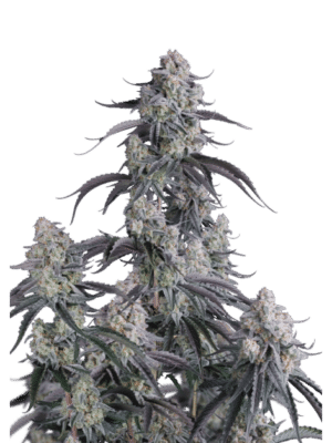 Pineapple OG - Fast Buds feminisiert Auto 3er Pack