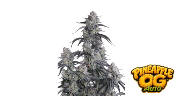 Pineapple OG - Fast Buds feminisiert Auto 3er Pack