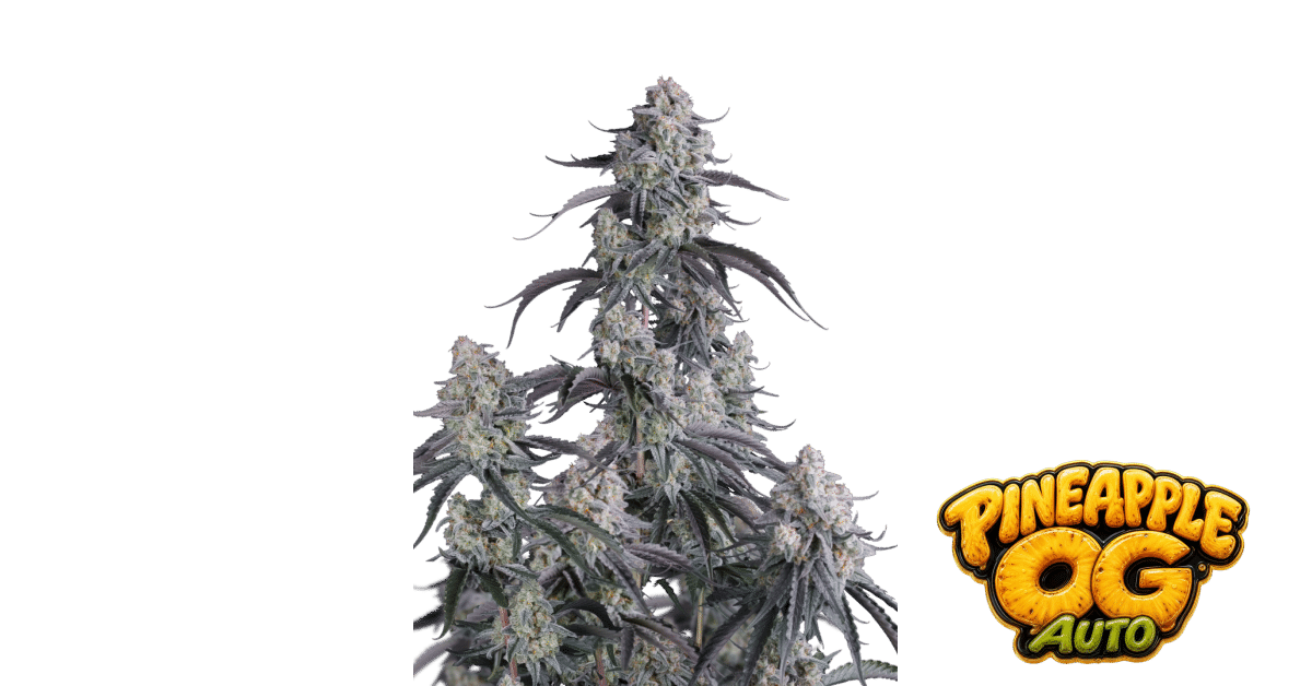 Pineapple OG - Fast Buds feminisiert Auto 3er Pack