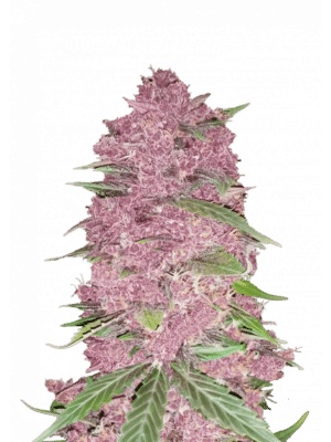 Purple Lemonade FF - Fast Buds feminisiert 3er Pack