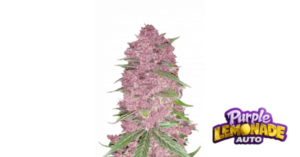 m_tsp_2x_purple_lemonade_transparent_1690110231_69ebb44ed1c36_og.png Purple Lemonade FF - Fast Buds feminisiert 3er Pack