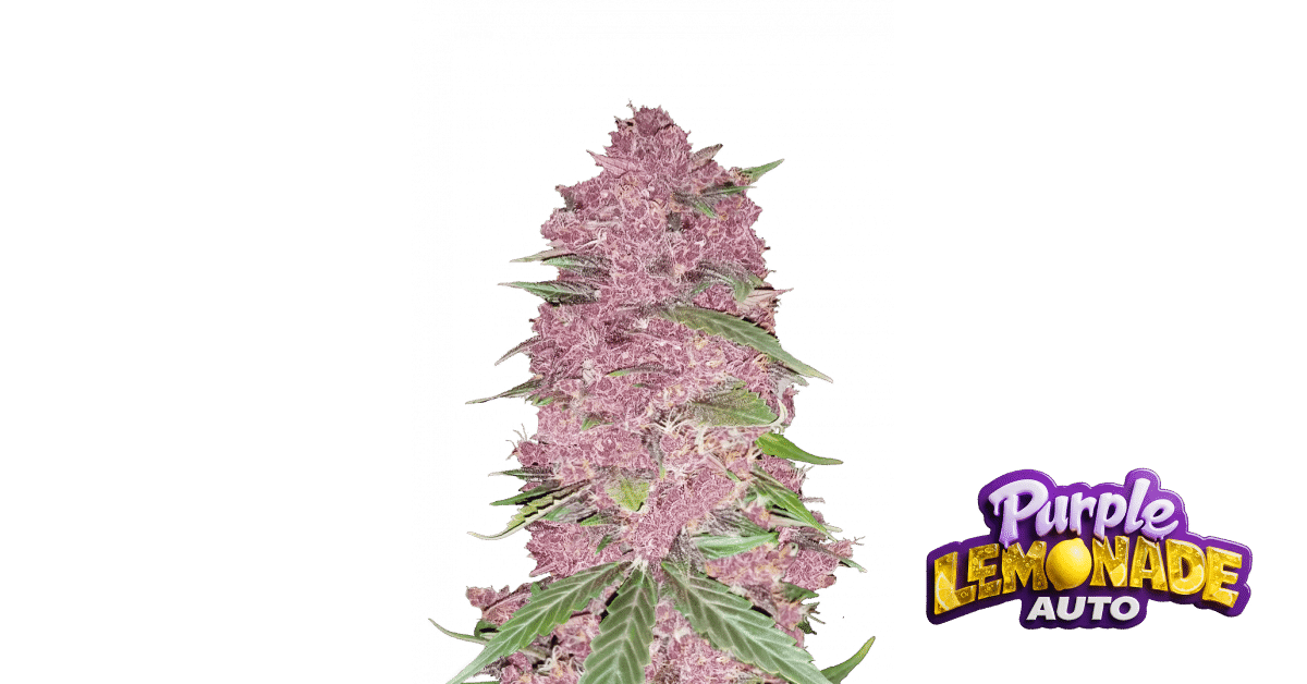 Purple Lemonade FF - Fast Buds feminisiert 3er Pack