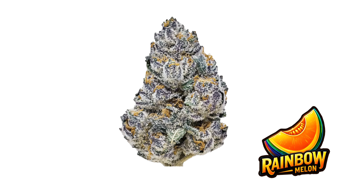Rainbow Melon - Fast Buds feminisiert 3er Pack