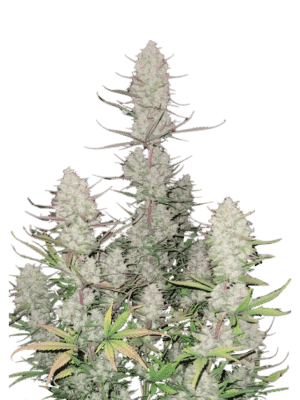 m_tsp_2x_tropicana_cookies_auto_transparent_1715850861_69eb4c3947052_og-1.png Tropicana Cookies FF - Fast Buds feminisiert 3er Pack