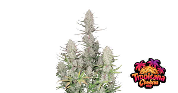 m_tsp_2x_tropicana_cookies_auto_transparent_1715850861_69eb4c3947052_og.png Tropicana Cookies Auto - Fast Buds feminisiert 3er Pack