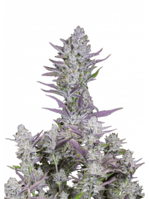 Wedding Glue Auto - Fast Buds feminisiert 3er Pack