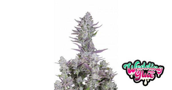 Wedding Glue Auto - Fast Buds feminisiert 3er Pack