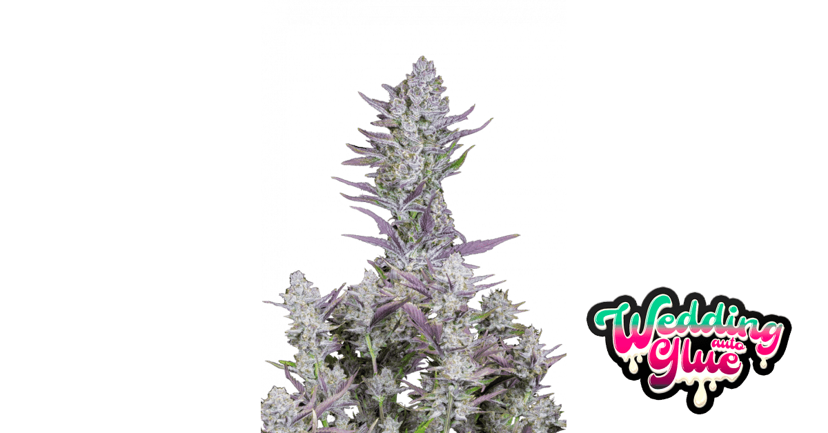 Wedding Glue Auto - Fast Buds feminisiert 3er Pack