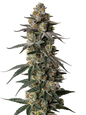 MAC 1 Auto - Growers Choice feminisiert 3er Pack