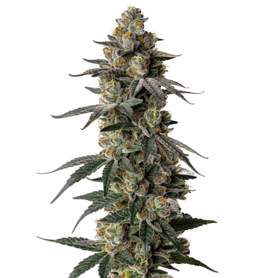 MAC 1 Auto - Growers Choice feminisiert 3er Pack