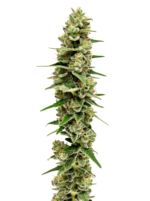 Mac N Cheese - Growers Choice feminisiert 3er Pack